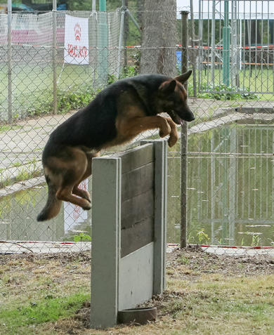 dog-jump.jpg